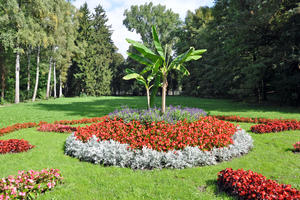 Bild vergrößern: Blumen im Luitpoldpark