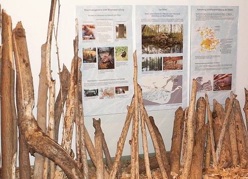 Biber im Museum. Foto: Kurt Scheuerer