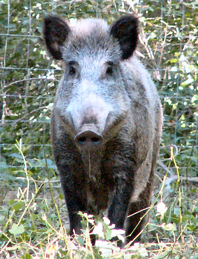 Foto: Kurt Scheuerer