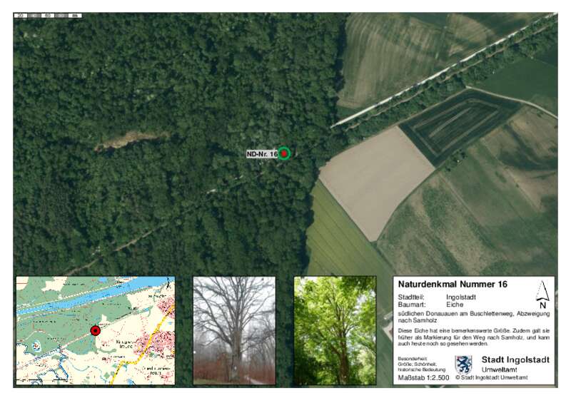 Dokument anzeigen: Naturdenkmal 16 Eiche südlich der Donauauen